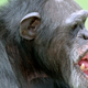 Illustration for article titled Chimpanzees Take Us Beyond Good And Evil